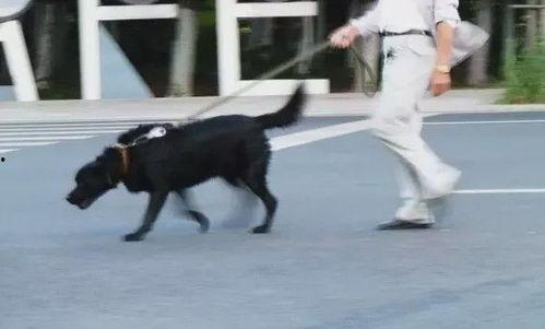 济南骑狗大队爆料视频曝光,视频揭露惊人一幕 第2张 济南骑狗大队爆料视频曝光,视频揭露惊人一幕 第2张